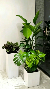 慈溪花木租摆公司-北仑绿植租摆装饰效果-杭州湾绿化养护验收员-镇海员工福利花木租赁价格